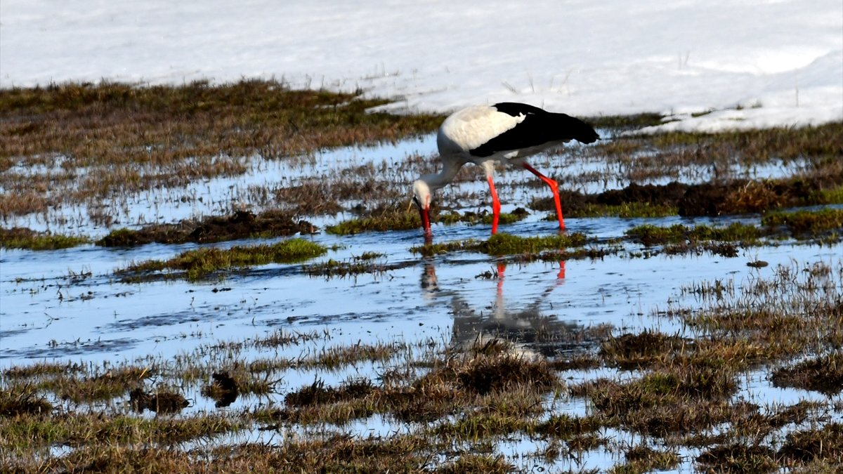 Baharın müjdecisi leylekler Kars'a geldi