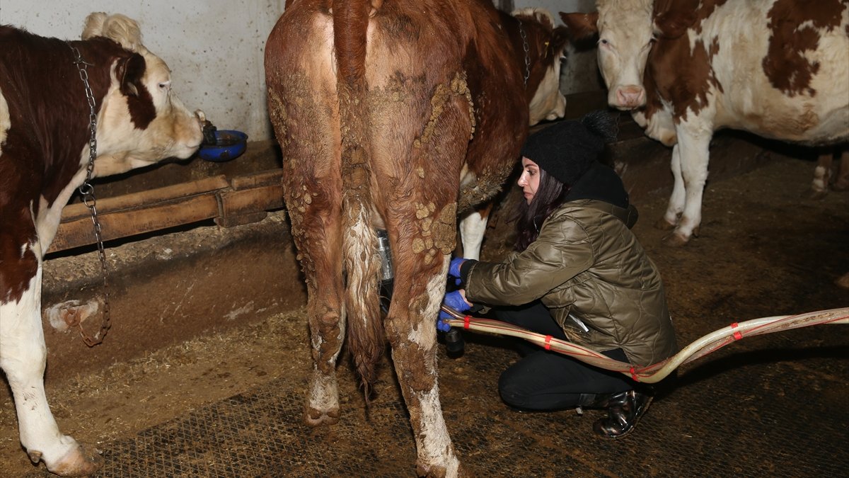 Devlet desteğiyle besi çiftliği kuran girişimci kadın hayvan sayısını artırmayı hedefliyor