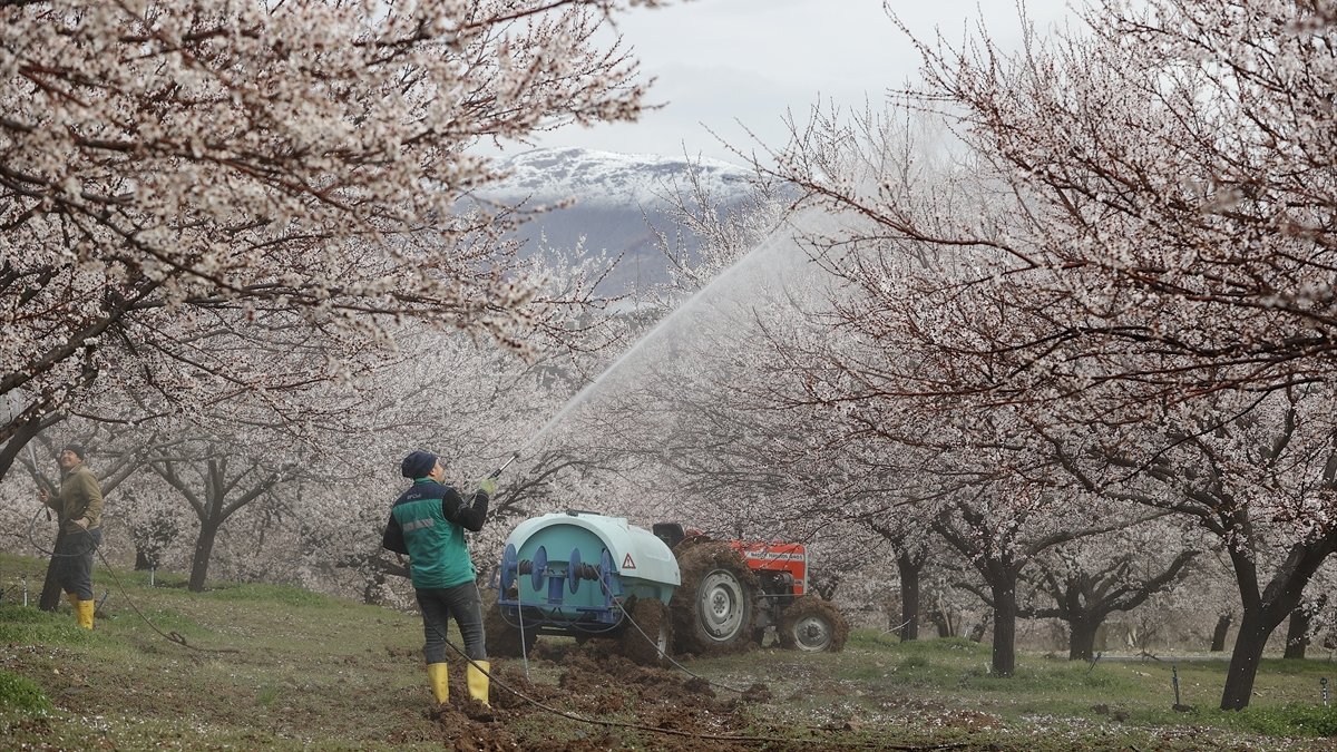 Dünya kayısı başkenti Malatya beyaz gelinliğini giydi