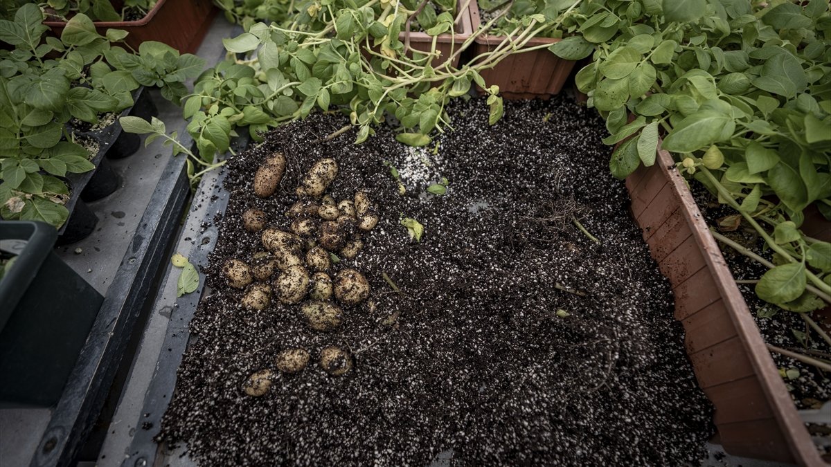 Erzurum'da yerli patates çeşitleri 20 yıllık bilimsel çalışmalarla geliştiriliyor
