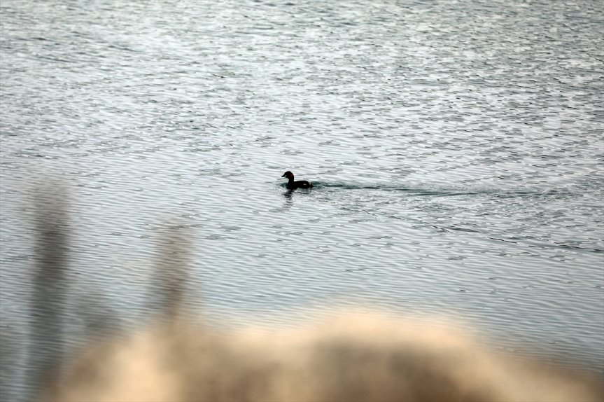 Havaların ısındığı Ağrı Dağı eteklerine göçmen kuşlar gelmeye başladı