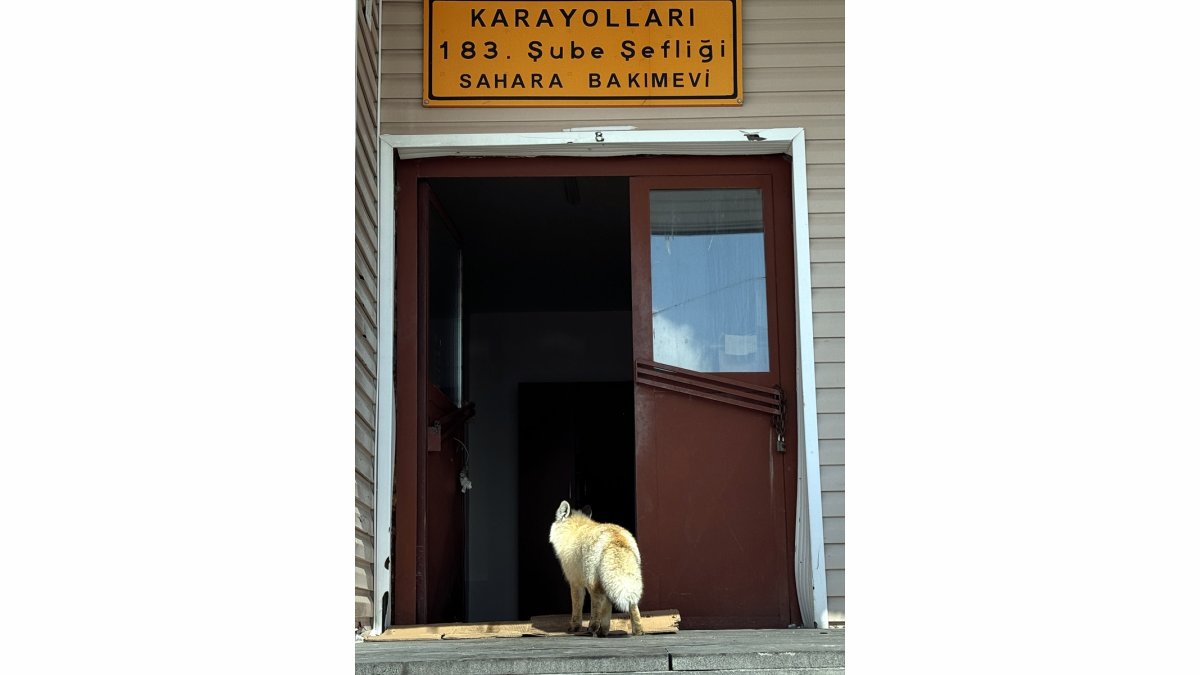 Karla mücadele ekipleri zorlu kış koşullarında aç kalan tilkileri besliyor