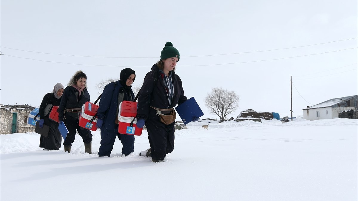 Kars'ta kadın veterinerler hayvan sağlığı için kar kış demeden sahada