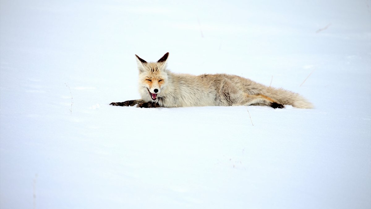 Kars'ta kızıl tilkiler avlanırken görüntülendi