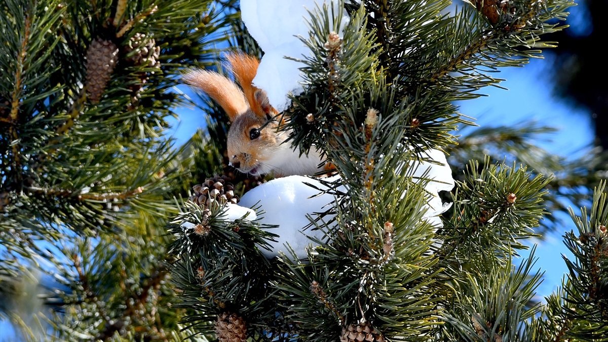 Kars'ta yiyecek arayışındaki yaban hayvanları görüntülendi