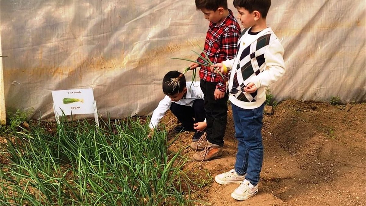 Keban'da öğrenciler serada üretim yapıyor