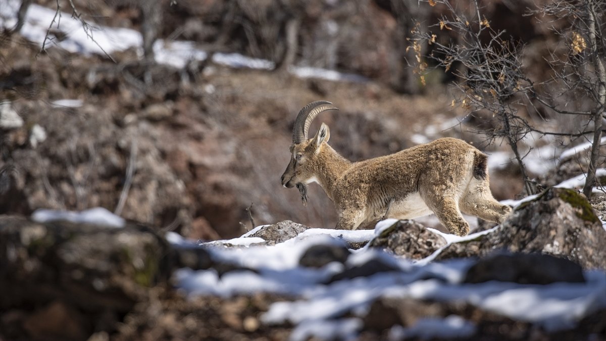 Yaban keçileri Munzur Vadisi'nde yiyecek ararken görüntülendi