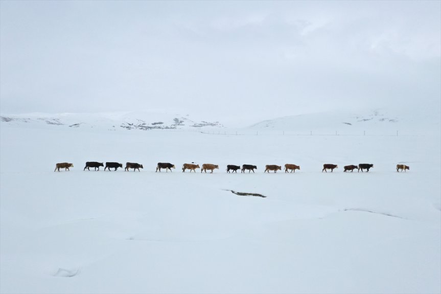 baharın yaşanıyor dağlarda kış, ovada güzellikleri Ağrı