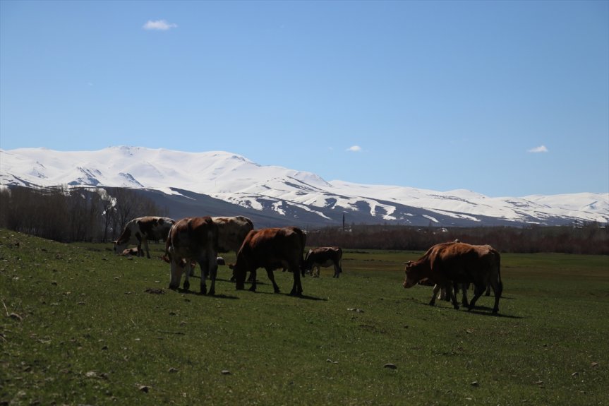 güzellikleri ovada kış, Ağrı