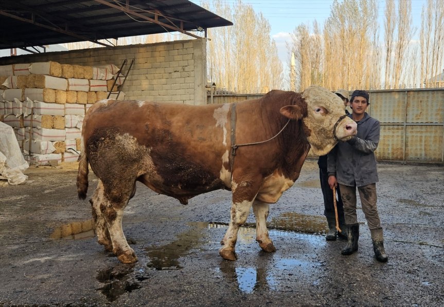 Ağrı