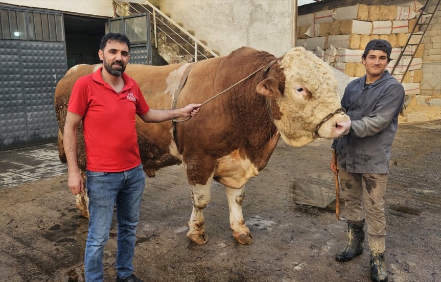Ağrı