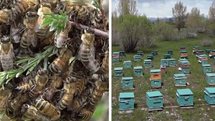 Ağrı kırsalında arı kovanları ve petek üzerinde çalışan bal arıları