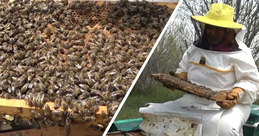 Ağrı'da arıcı, kovanlarda bal arılarını ve petekleri kontrol ediyor