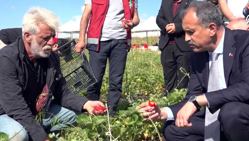 Önder Bozkurt ve üreticiler, Ağrı'da kurulan çilek bahçelerinde üretim çalışmalarını yerinde inceledi.