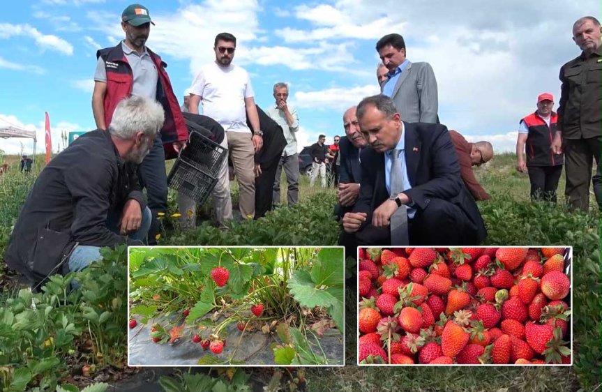 Ağrı'da 100 çiftçiye yüzde 75 hibeli destekle çilek serası kuruluyor.