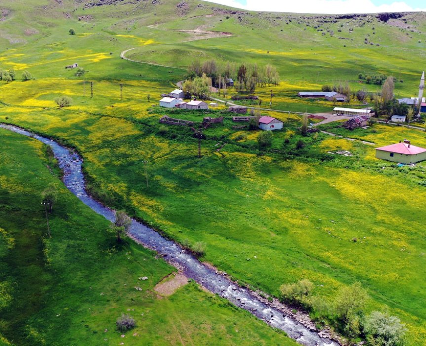 Ağrı'da dere kenarındaki köy çevresi sarı çiçekler ve bahar yeşiliyle renklendi