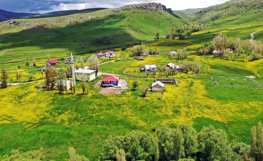 Ağrı'da camili köy çevresinde sarı çiçeklerle kaplanan geniş meralar