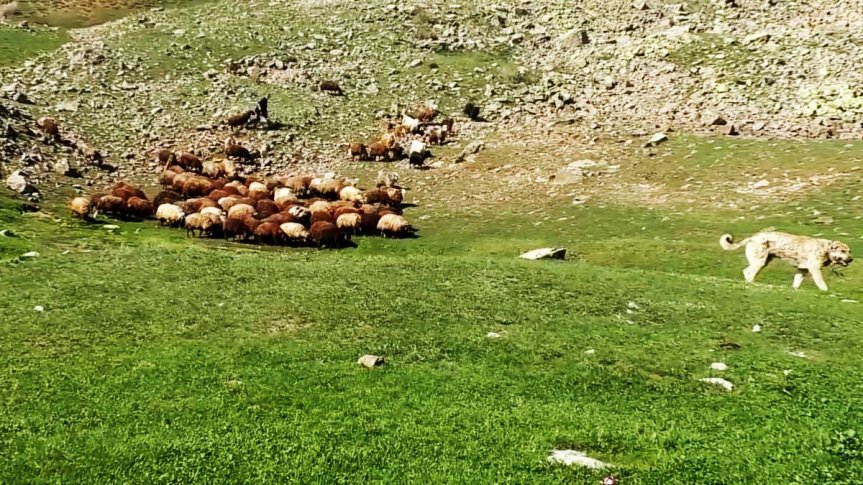 Ağrı'da küçükbaş hayvancılık yapılan merada koyun sürüsü ve çoban köpeği
