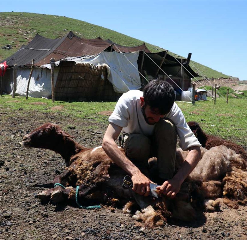 Çoban, Sinek Yaylası'ndaki yayla çadırı önünde koyun kırkımı yaparak sürü bakımını sürdürüyor.
