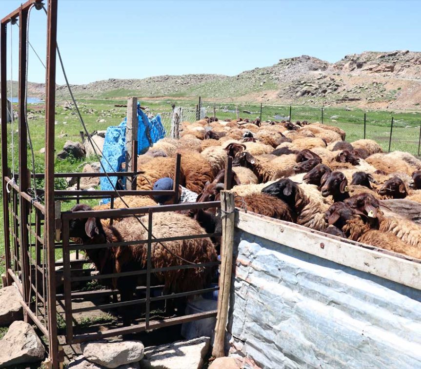 Sinek Yaylası ağılında toplanan koyun sürüsü, geleneksel yayla hayvancılığını gözler önüne seriyor.