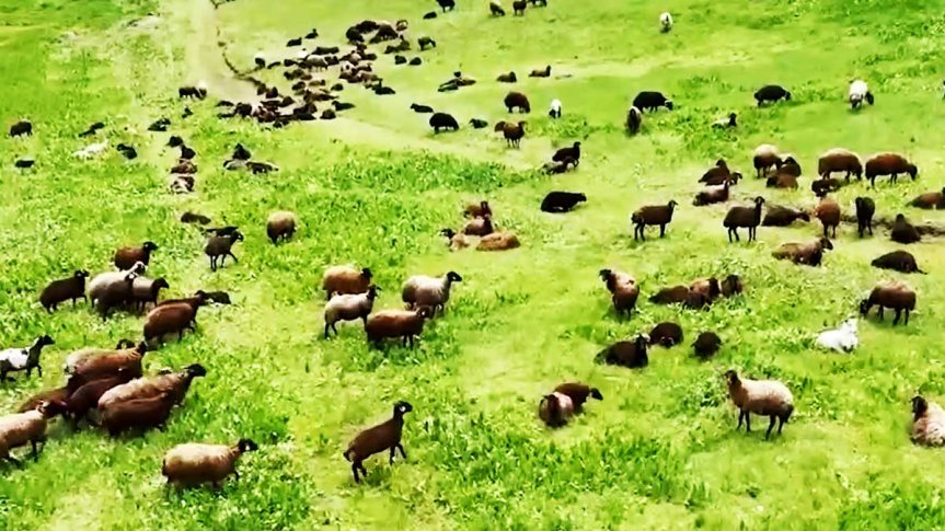 Ağrı Sinek Yaylası'nda yeşil meralarda otlayan koyun sürüleri