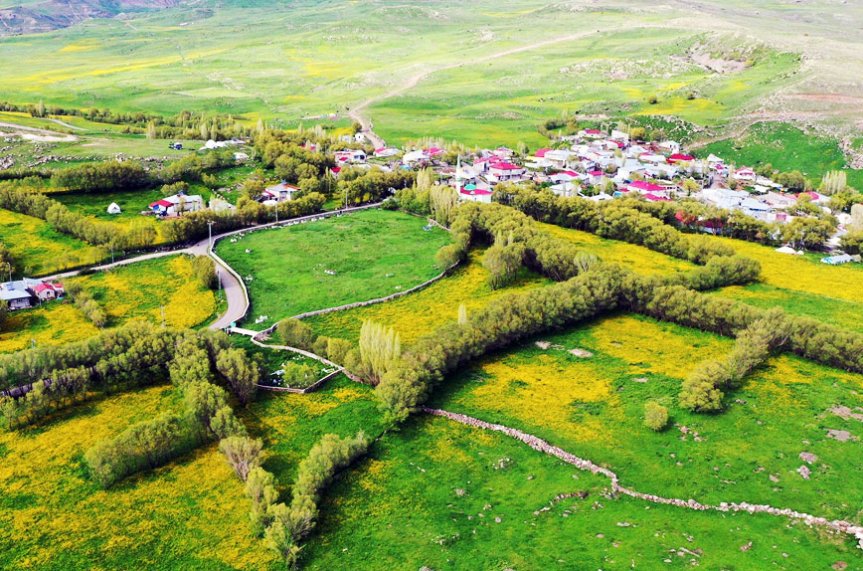 Ağrı'da yüksek rakımlı köylerin çevresi sarı çiçekler ve yeşil meralarla renklendi