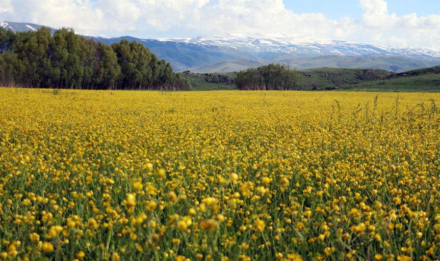 Ağrı'da sarı çiçeklerle kaplı mera ve arka planda karlı dağ manzarası