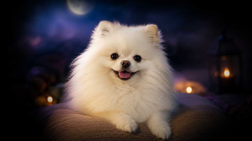 Rüyada sakin beyaz köpek görmek