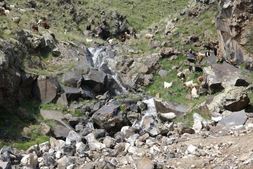 Kayalık vadide akan dere ve otlayan keçiler, Ağrı Dağı eteklerindeki yayla yaşamını gözler önüne seriyor.