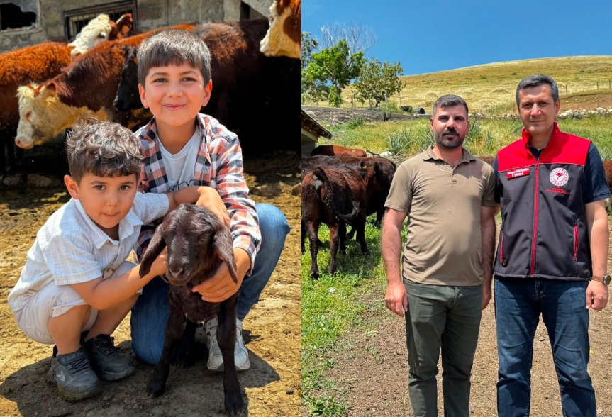 Ağrı'da damızlık desteğiyle Angus ve Hereford düveleriyle kırmızı et üretimi güçlendiriliyor.