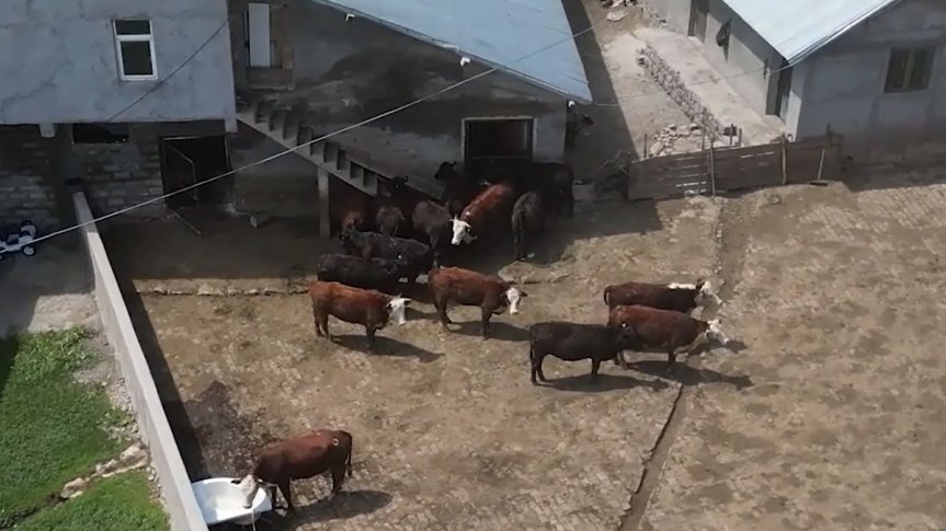 Ağrı'da damızlık desteğiyle teslim edilen Angus ve Hereford düveleri çiftlikte görüntülendi.