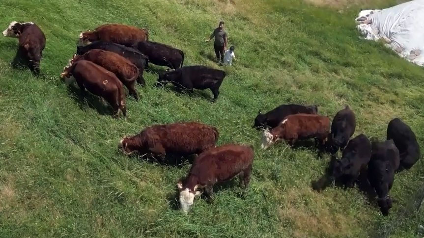 Angus ve Hereford ırkı sığırlar Ağrı'nın geniş meralarında doğal otlatma alanlarında besleniyor.