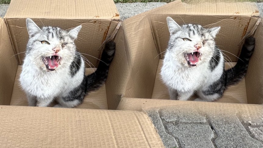 ağrı yaralı kedi kurtarıldı 1