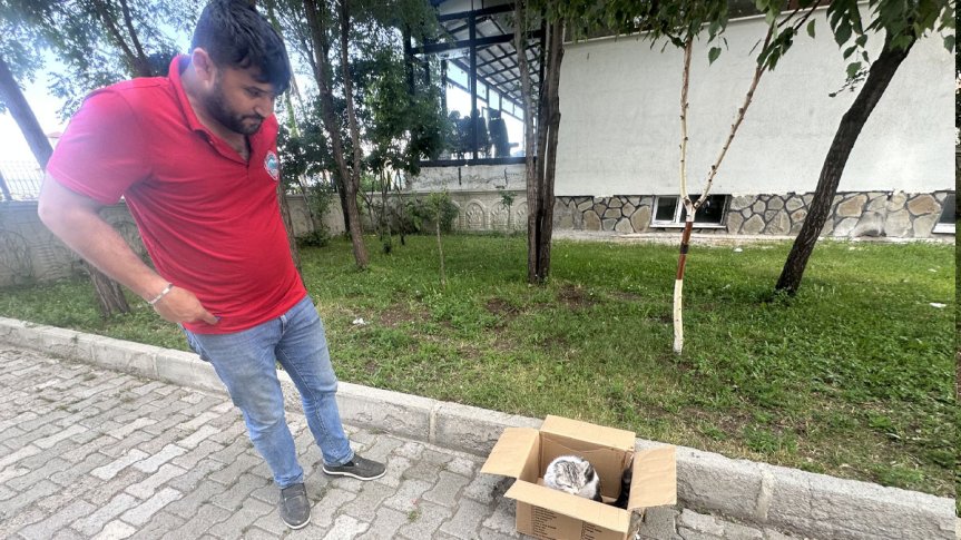 ağrı yaralı kedi kurtarıldı 3