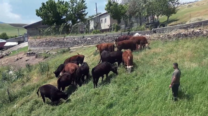 Ağrı'da teslim edilen damızlık düveler, bölgenin mera ve iklim şartlarına uyum sağlayarak otlatılıyor.