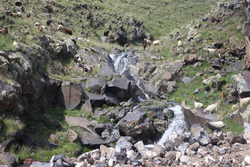 Kayalar arasından akan dere ve çevresindeki keçiler, Ağrı Dağı'nın doğal yaşam zenginliğini sergiliyor.