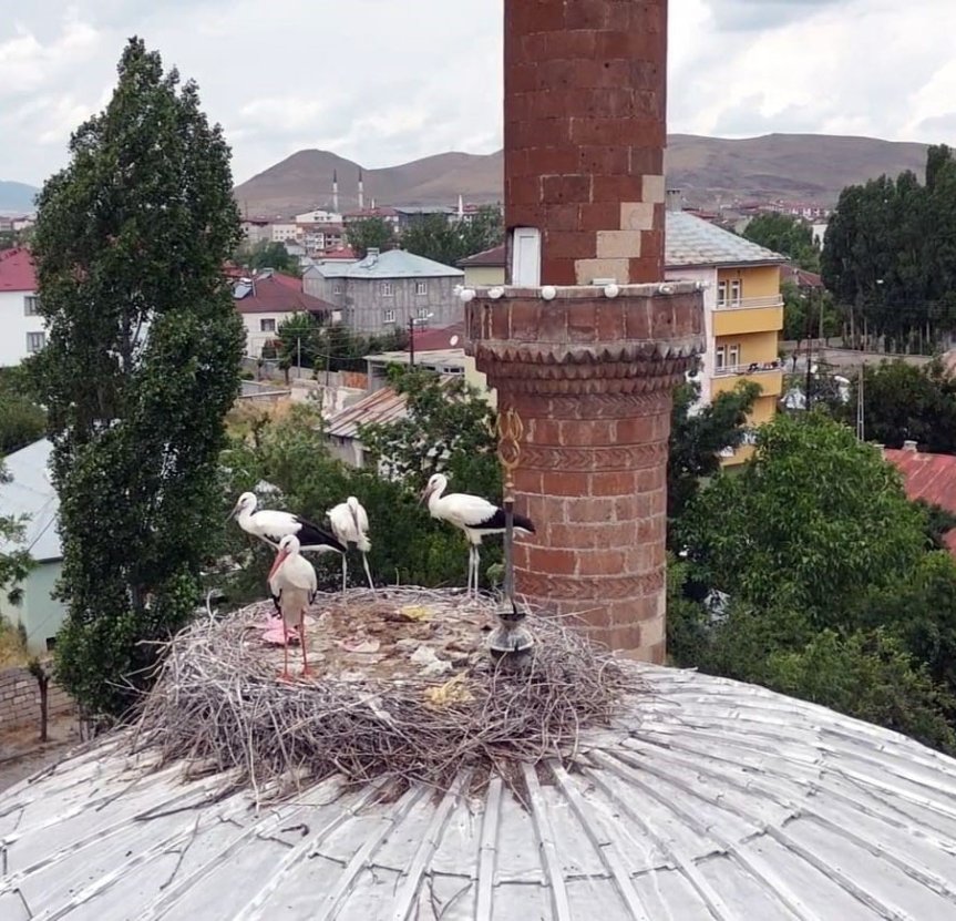 Çay Mahallesi'nin simgesi haline gelen dört leylek, minarenin yanındaki yuvalarında çevreyi izliyor.