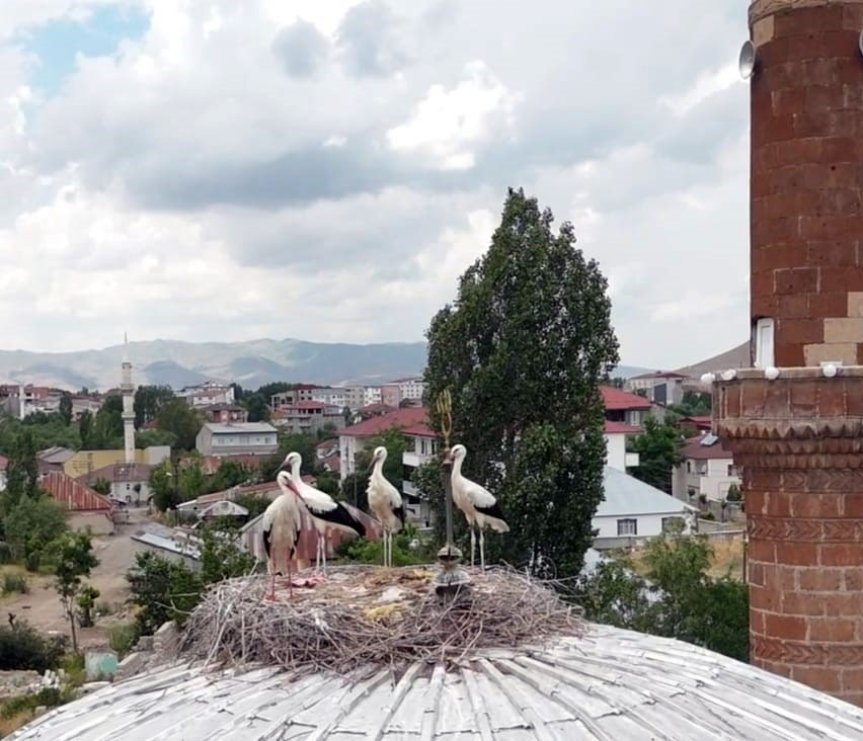 Geciken göçün ardından leylekler, Patnos manzarasına bakan kubbe üzerindeki yuvalarına kavuştu.