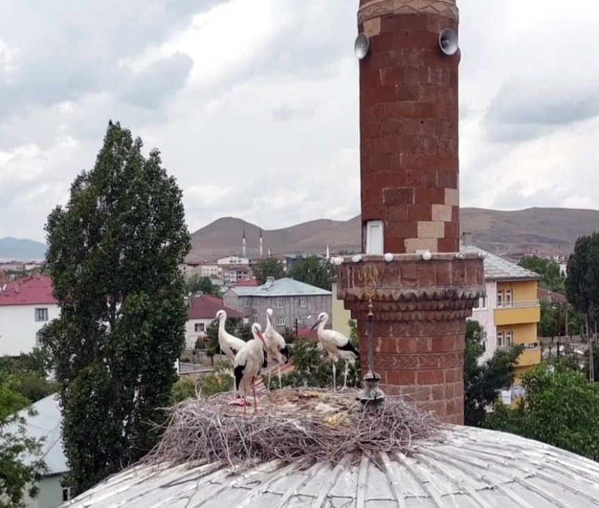 Mevsim koşulları nedeniyle geç gelen leylekler, temmuz ayında Kiptaş Camisi kubbesini yeniden şenlendirdi.