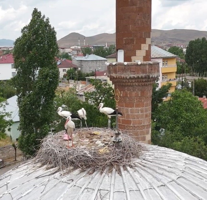 Mahalle sakinlerinin merakla beklediği leylekler, yaz ortasında Çay Mahallesi'ndeki tanıdık yuvalarına döndü.