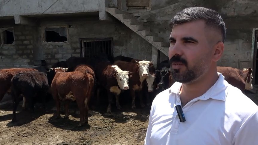 Besici Yakup Ataş, Ağrı'da teslim edilen damızlık düvelerle sürüsünü büyütmeyi hedefliyor.
