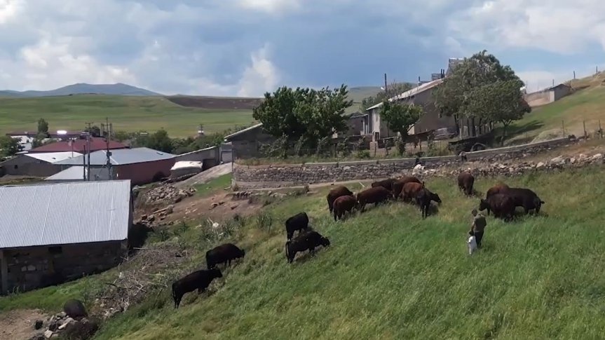 Yukarı Ağadeve köyünde sığırlar yeşil meralarda otlatılarak etçi ırk hayvancılığı destekleniyor.