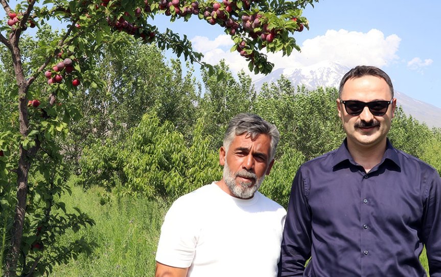 Doğubayazıt'ta Abdulkadir Ardin ve Kaymakam Mustafa Ayvat meyve hasadına katıldı