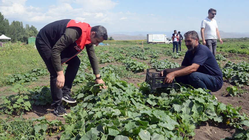 Ağrı Ozanlar Köyünde Sebze Hasadı: 236 Üreticiye 100 Bine Yakın Fide Desteği