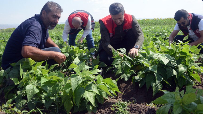 Ağrı'da Sebze Üretimine Yüzde 75 Hibeli Destek: 236 Üreticiye 100 Bine Yakın Fide