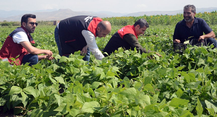 Ağrı'da 1,3 Milyon Liralık Sebze Projesi: Ozanlar Köyünde Hasat Başladı