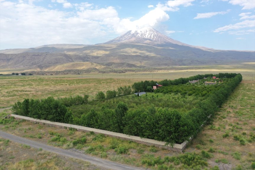 Ağrı Dağı'nın görkemli manzarası önünde uzanan Örtülü köyü meyve bahçesi, bölgenin tarım potansiyelini gösteriyor.