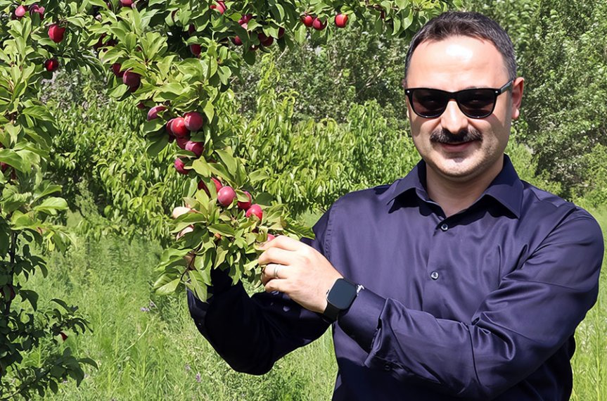Mustafa Ayvat, Ağrı Dağı eteklerindeki meyve hasadına katıldı