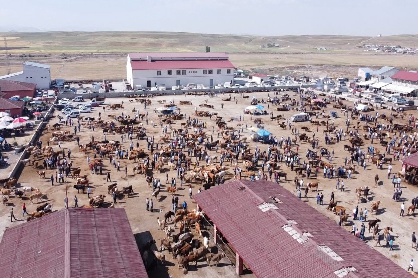 Ağrı'da Şap Hastalığı Tedbiri: Hayvan Borsası 30 Gün Kapatıldı