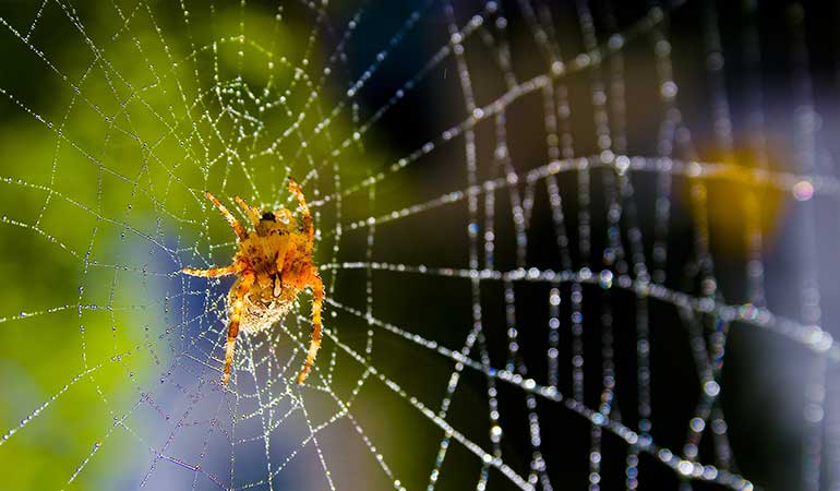 rüyada örümcek ağı görmek